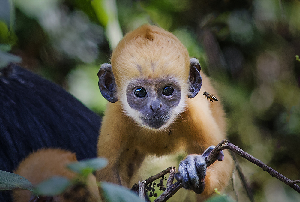 《招蜂猴宝宝》
