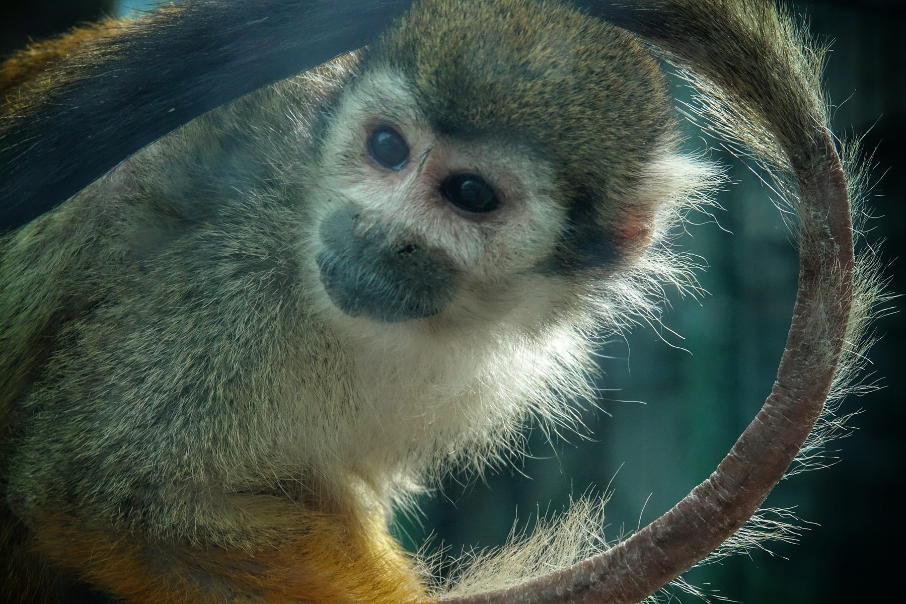 《好奇》-第三届天鹅之城—中国三门峡自然生态国际摄影大展征稿区-大