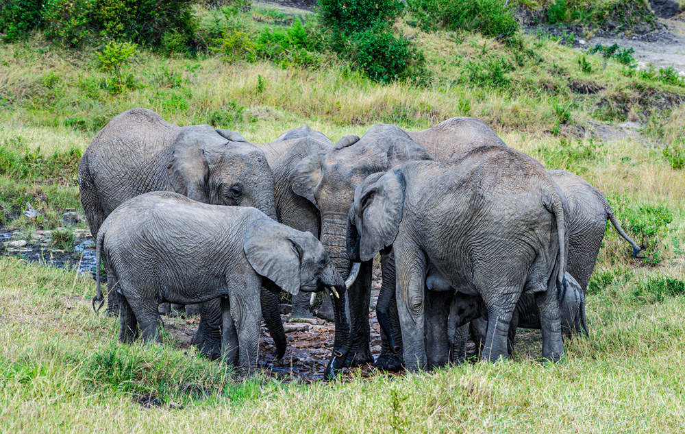 野象一般都是群居,这群野象在小水塘喝水,大象把宝宝紧