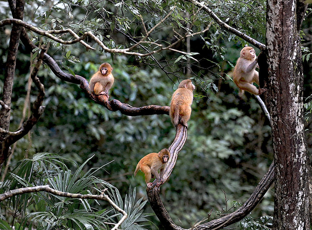 小猕猴-第三届天鹅之城—中国三门峡自然生态国际摄影大展征稿区-大众