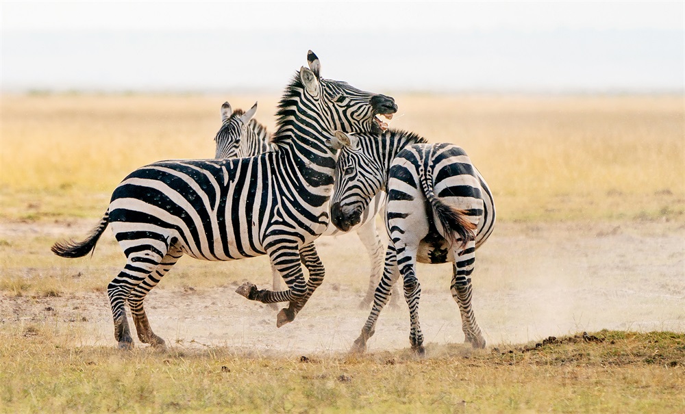 嬉戏-第二届三门峡白天鹅61野生动物国际摄影大展投稿区-大众摄影网
