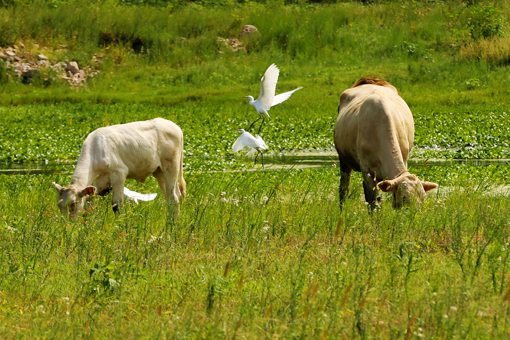 两头牛儿在低头吃草,两只白鹭翩翩起舞,真是一副美妙和谐的画面