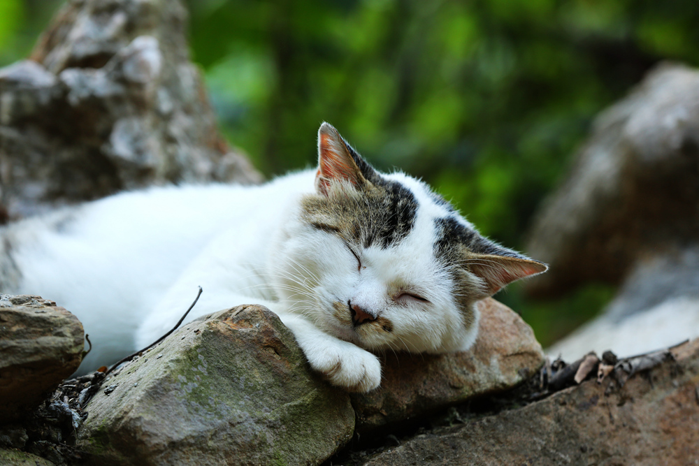 一只花猫在石头墙上酣睡