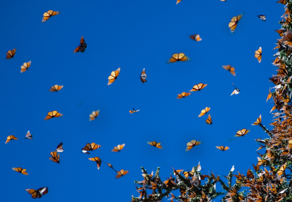 凌空斑斓帝王蝶