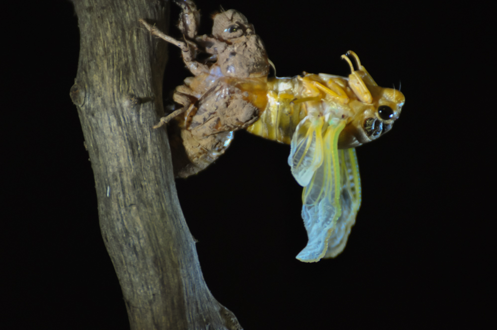 参赛:金蝉脱壳-第三届天鹅之城—中国三门峡自然生态国际摄影大展征稿