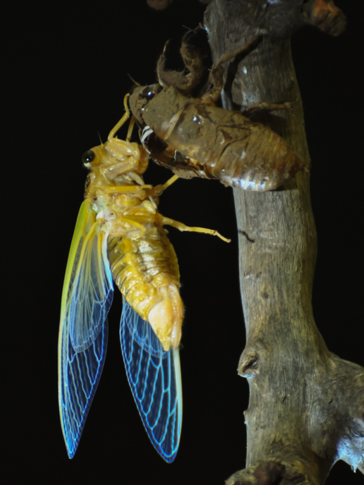 参赛:金蝉脱壳-第三届天鹅之城—中国三门峡自然生态国际摄影大展征稿