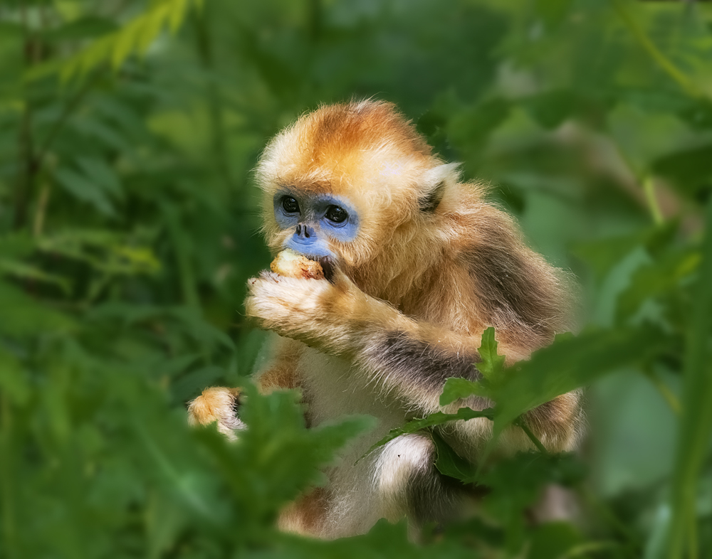 摄影地点:湖北神龙架  简要说明:一只小猴在林中贪婪吃着桃子,一幅蒙