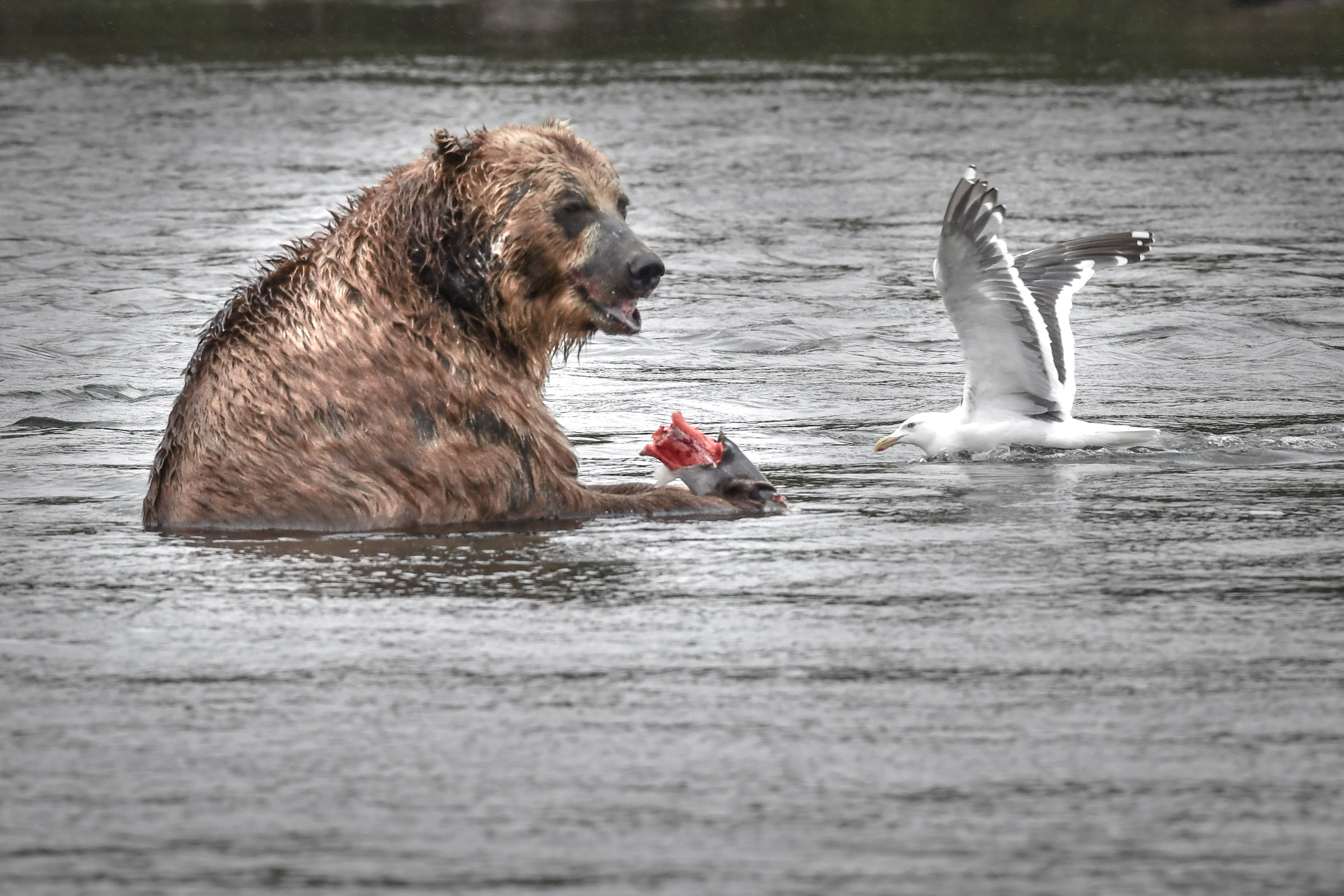 第三届天鹅之城—中国三门峡自然生态国际摄影大展