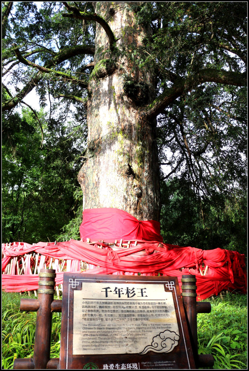 游鄂随拍:(三)神农架景观:【13】千年杉树王