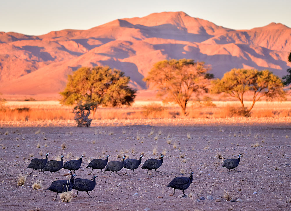 纳米比亚是世界上唯一的沙漠地形野生动物栖息地.