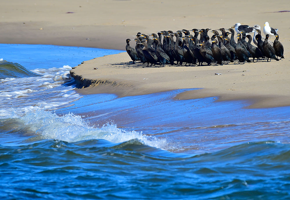 纳米比亚是世界上唯一的沙漠地形野生动物栖息地.