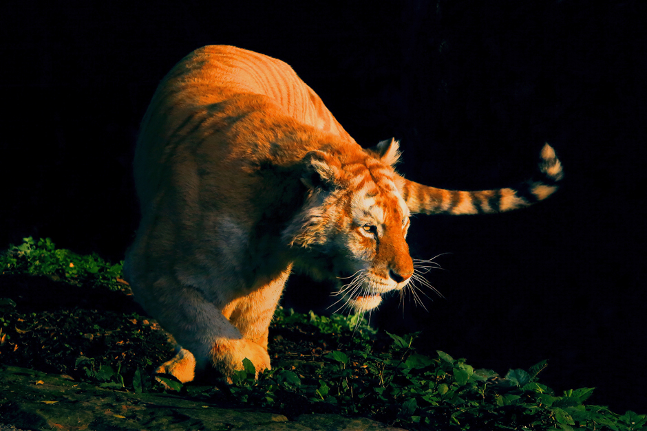 作品标题 金虎出击