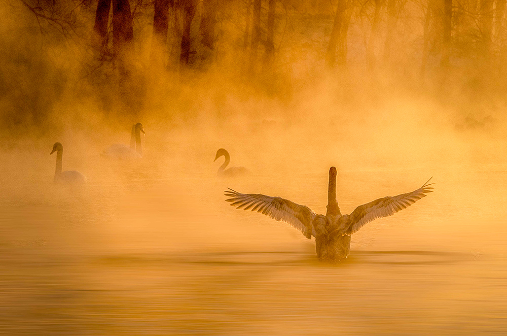 一只飞鹅突然"着陆",象君临天下,霸气十足,引起很大的动静 .