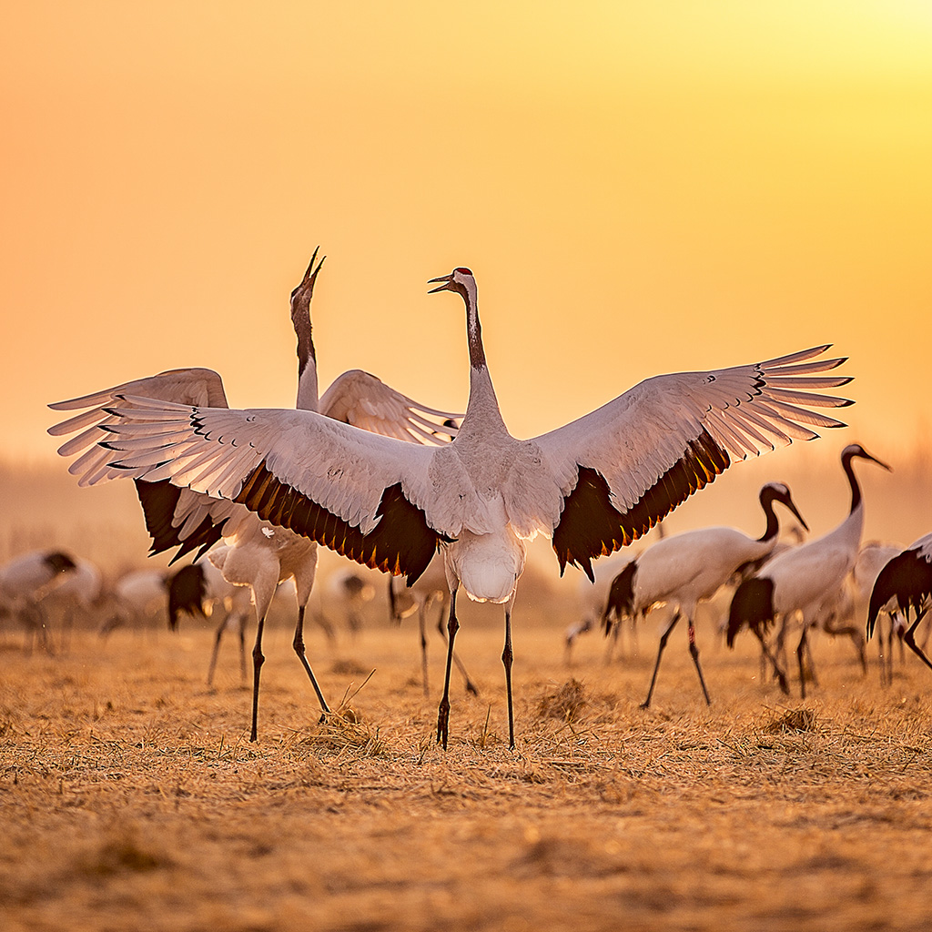 2014-01-0-1 摄于江苏盐城丹顶鹤保护区 - 香格里拉 - 大众摄影网