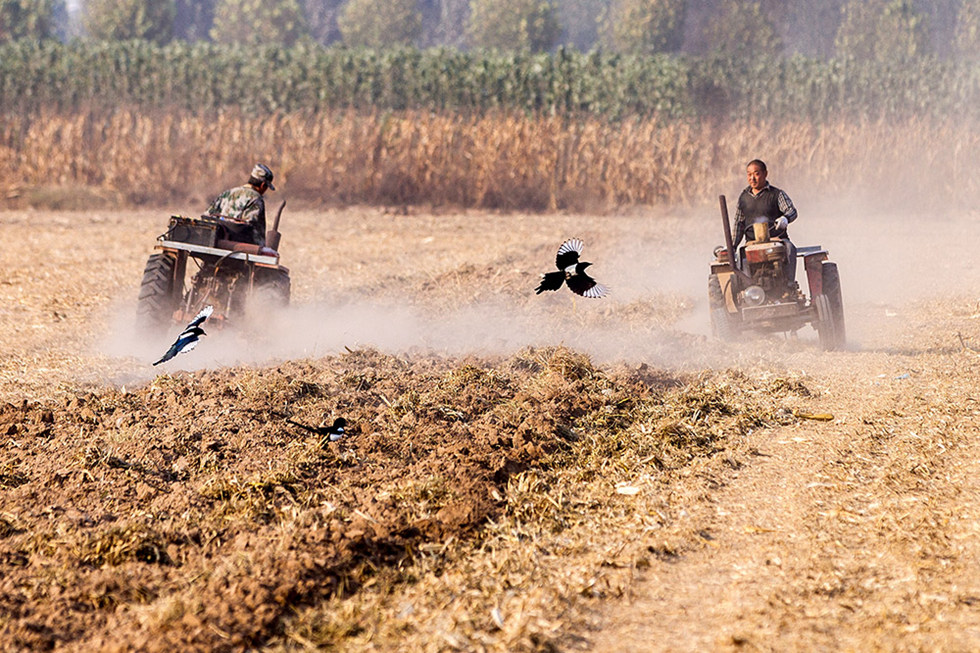 犁前鹊飞-第三届天鹅之城—中国三门峡自然生态国际摄影大展征稿区-大