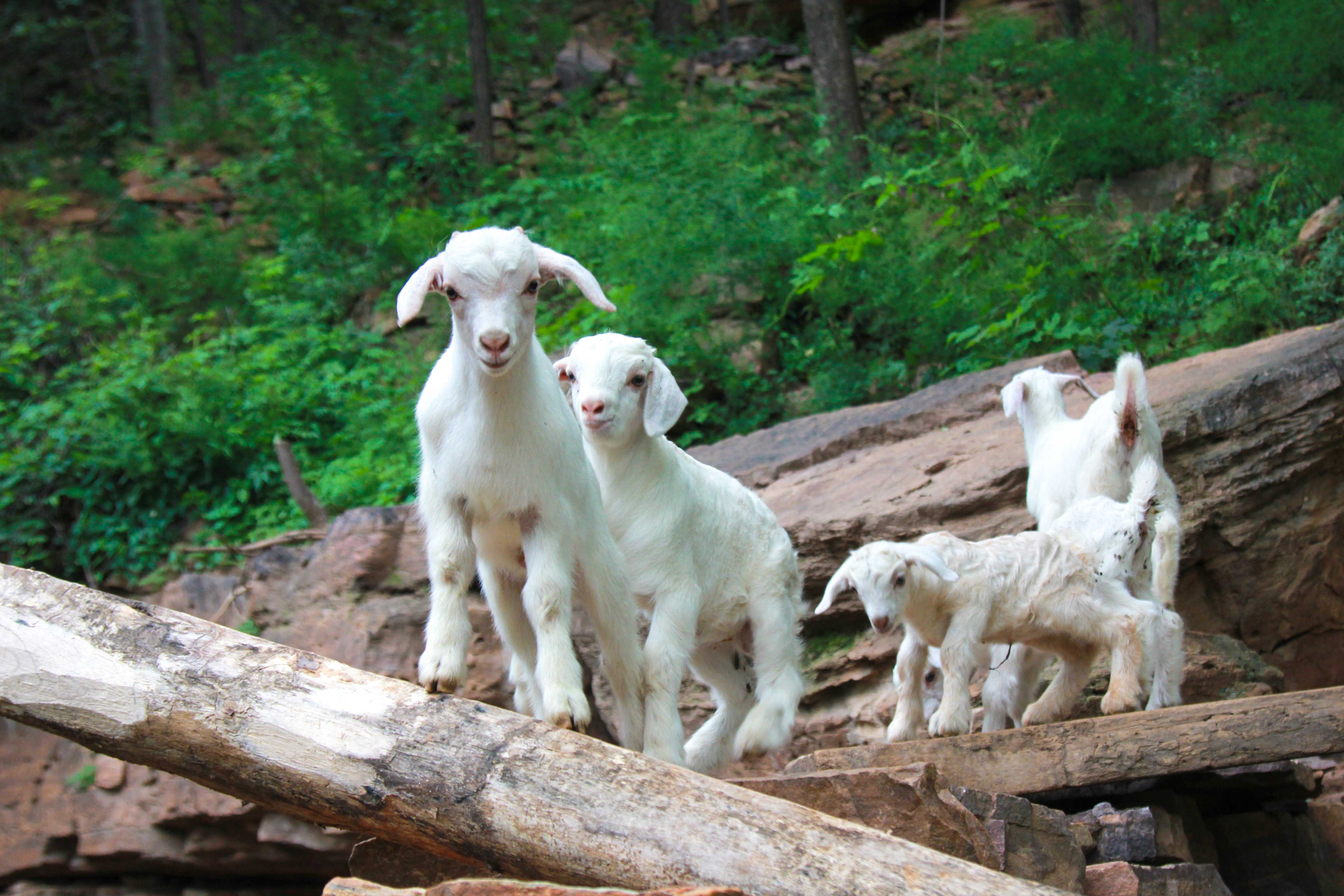 小羊羔-第三届天鹅之城—中国三门峡自然生态国际摄影大展征稿区-大众