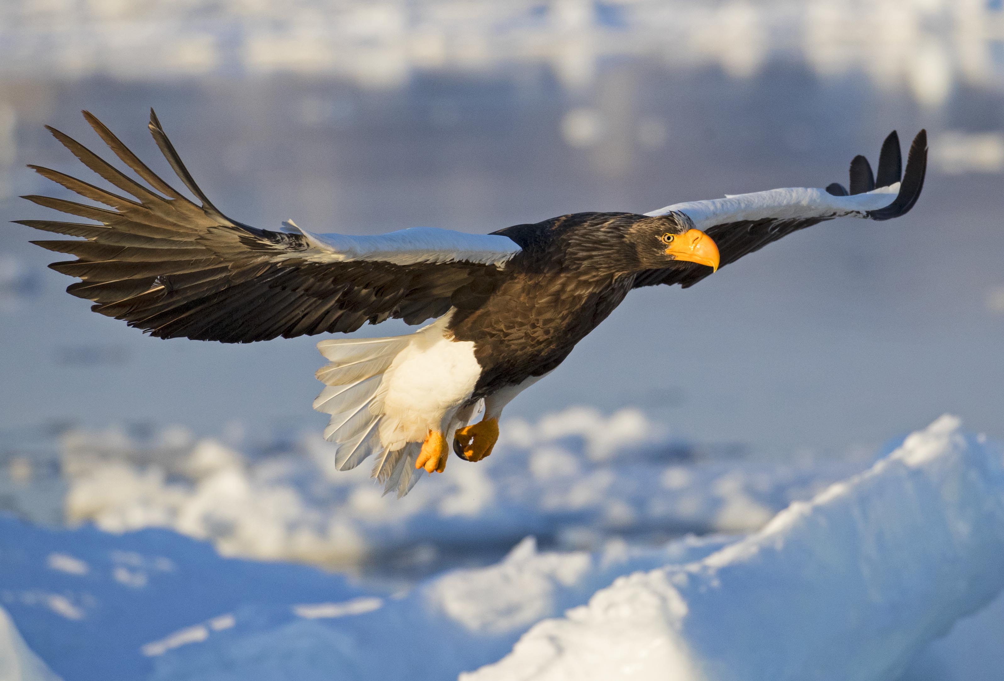 虎头海雕——摄于北海道