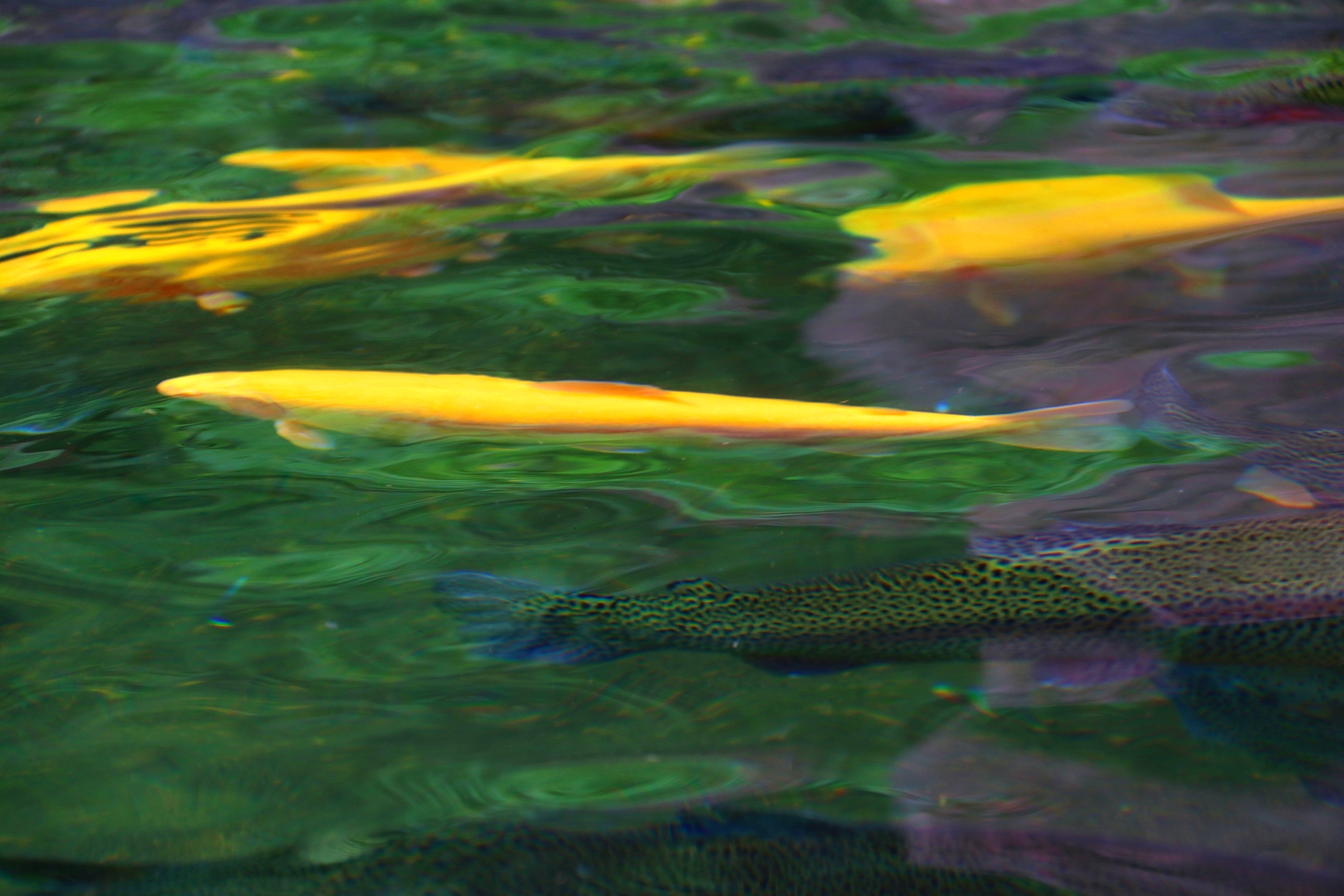 7拍摄于东北通化《鱼水交融》-《大众摄影》首届"中