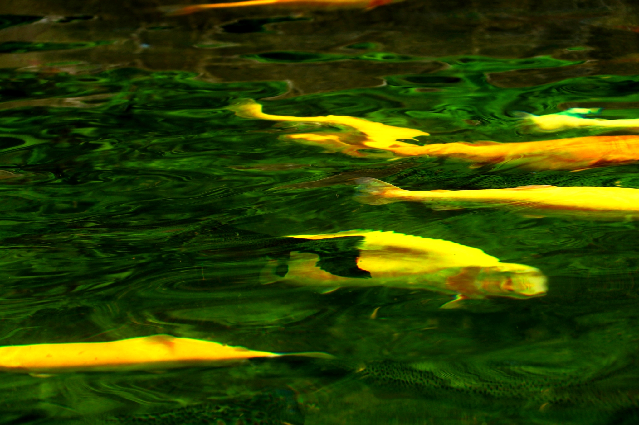 7拍摄于东北通化《鱼水交融》-《大众摄影》首届"中