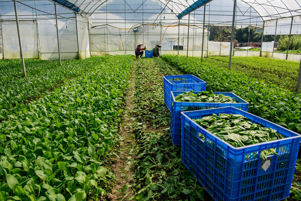 无公害大棚蔬菜致富路