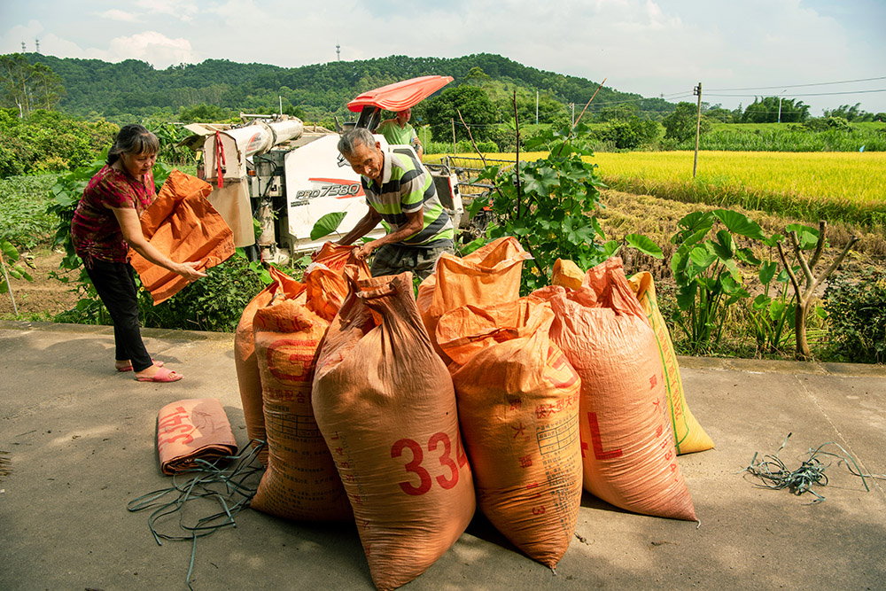 《今年又是好收成》-"生态增城 旅游圣地"全国摄影