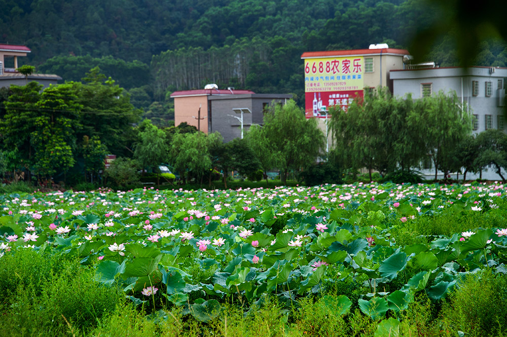 《莲塘春色》-"生态增城 旅游圣地"全国摄影大展投稿区-大众摄影网