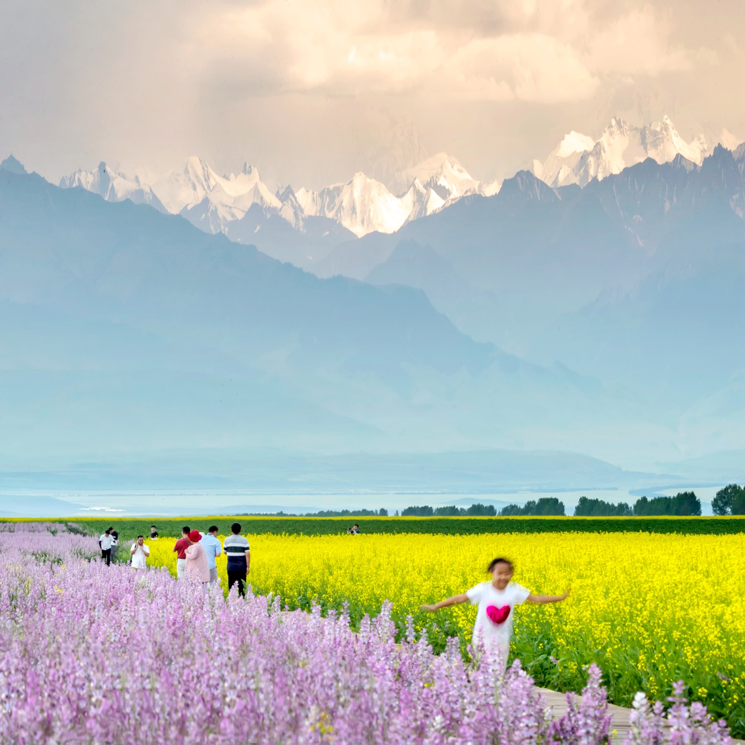 《雪山之下有花海》