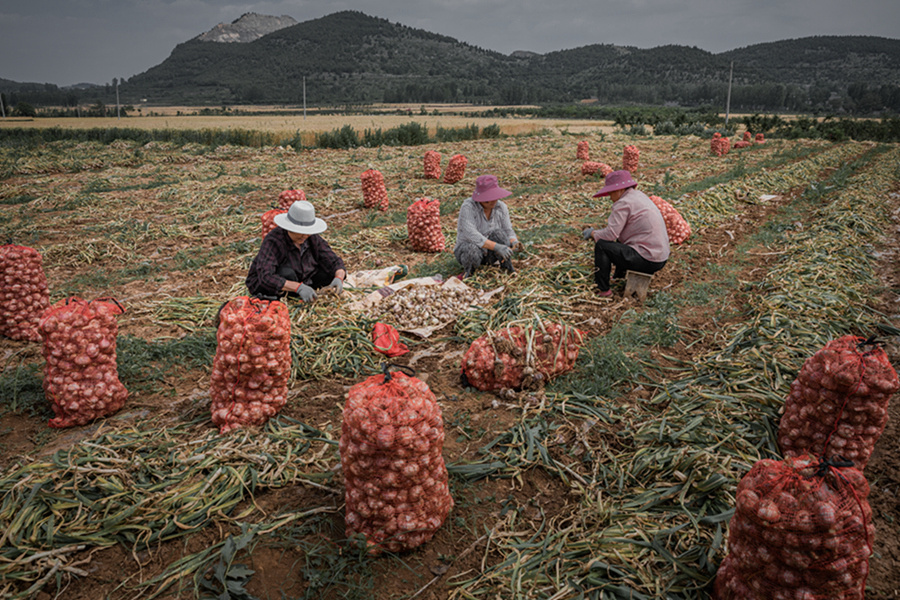 大蒜收成
