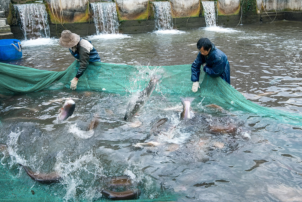 业收获--城口县蓼子乡明安村具有丰富的冷水资源,大力发展冷水鱼养殖