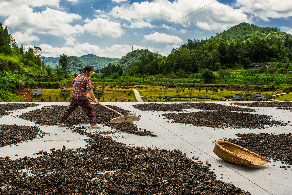 组照04—天然晾晒.