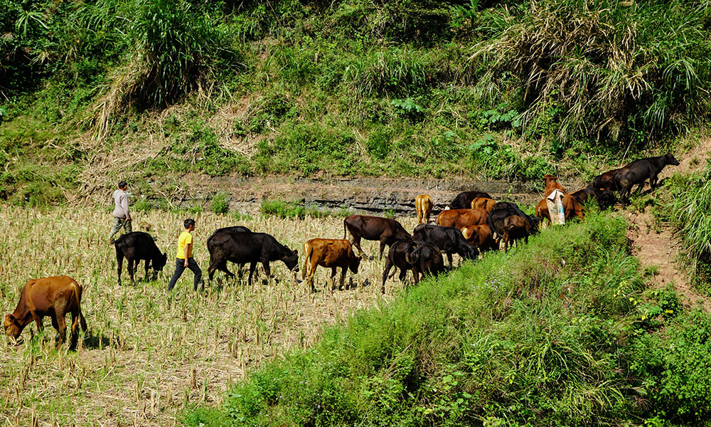 父子俩一起在山间田野中放牛