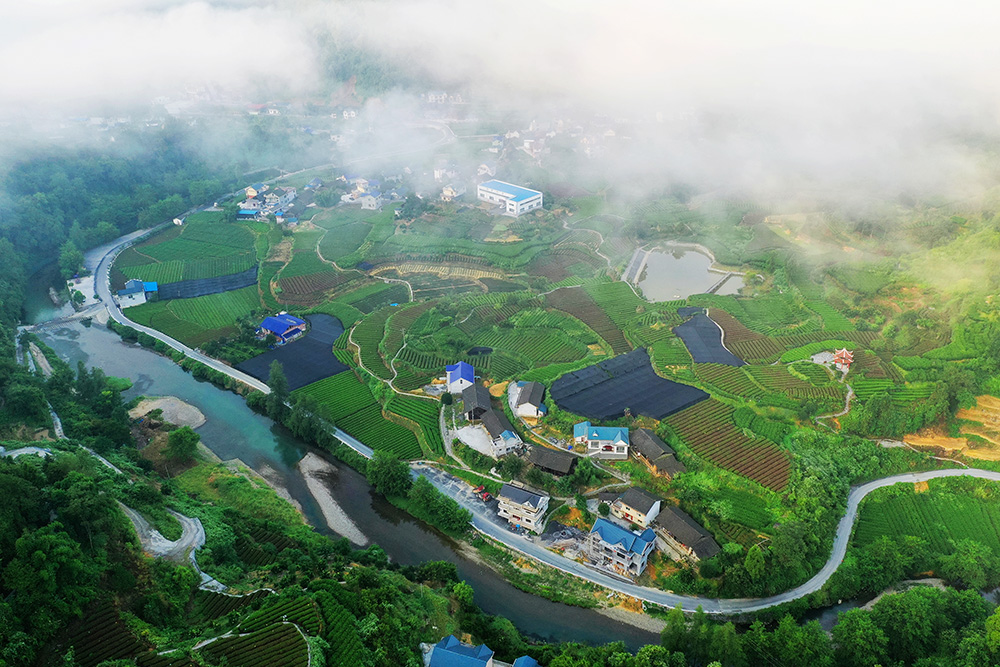 美丽的隘口村黄金茶基地.