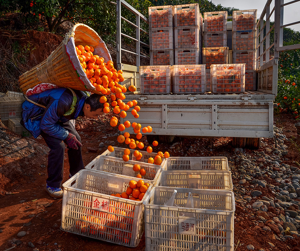 收获-中国第二届扶贫公益摄影大展投稿区-大众摄影网