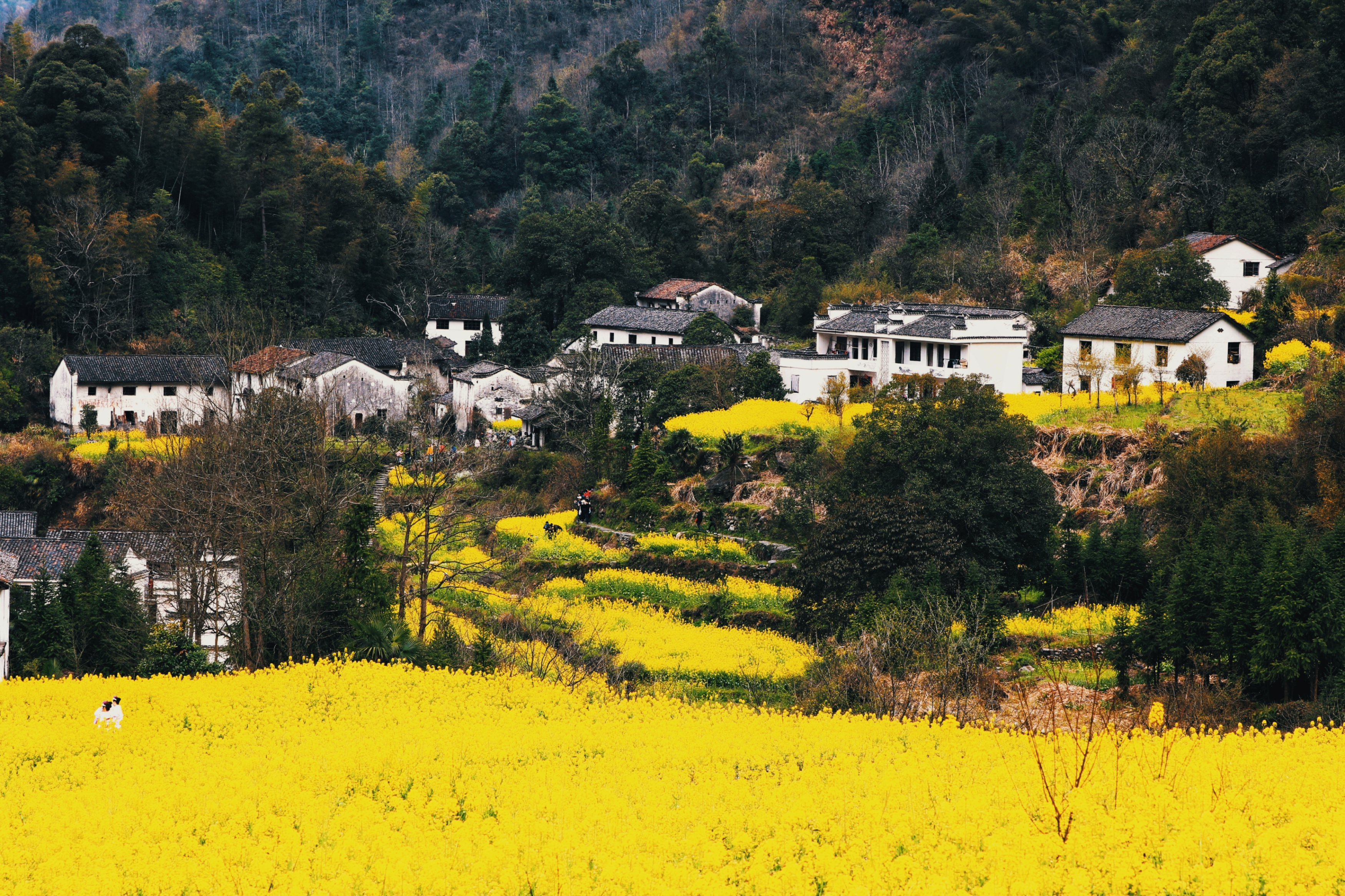 三月里白石岭-第三届"中国原生态最美山乡——安徽石台"全国摄影大展