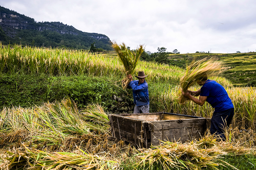 政府的精准扶贫下,当地土家族村民栽种的优质生态贡米和开发的乡村梯
