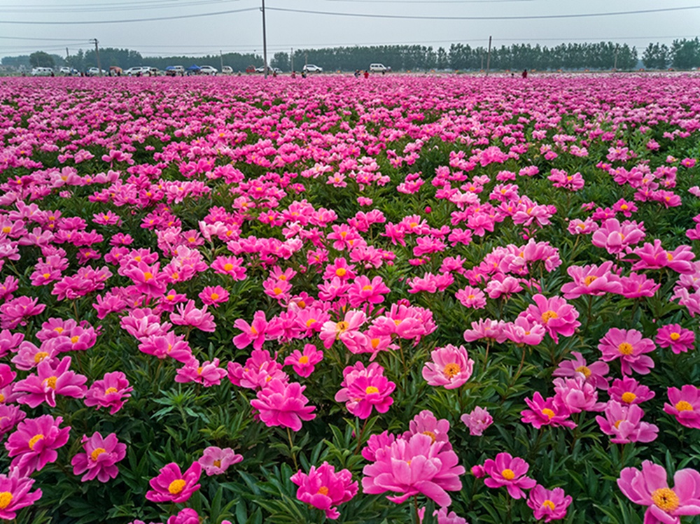 图为游人在千亩芍药园里徜徉.