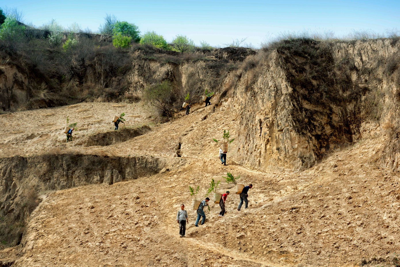 植树造林 绿化荒山 (组八)