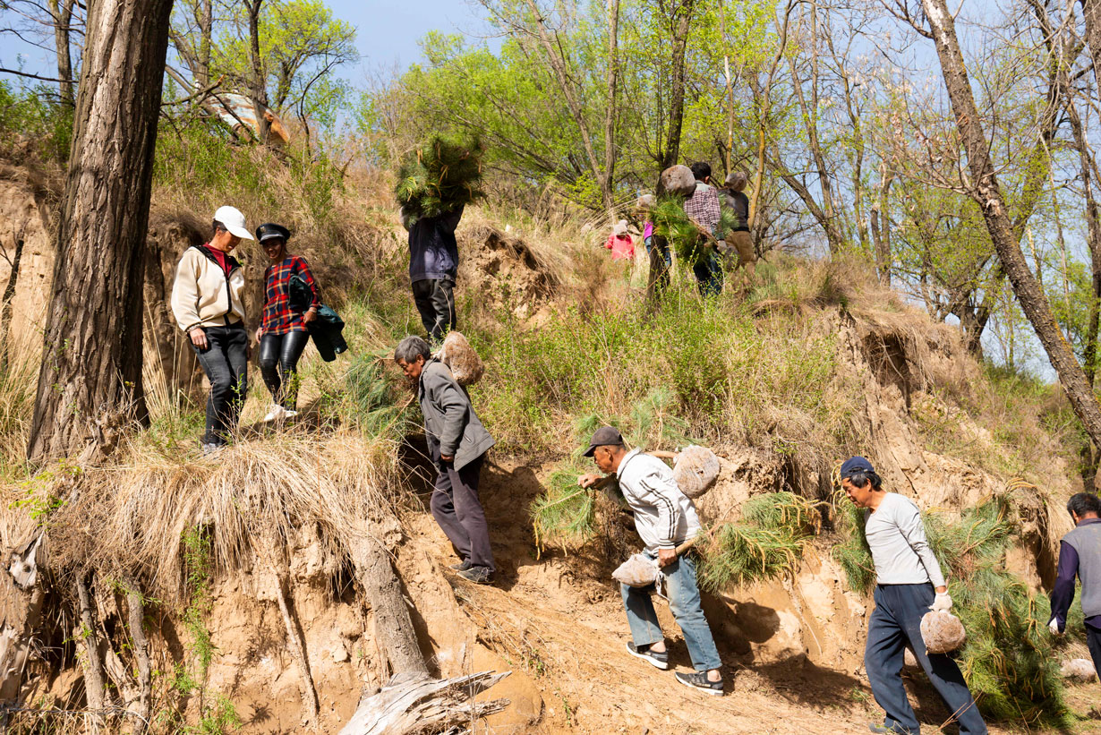 植树造林 绿化荒山 (组八)