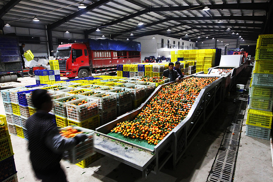 发展产业助脱贫(组照6张)