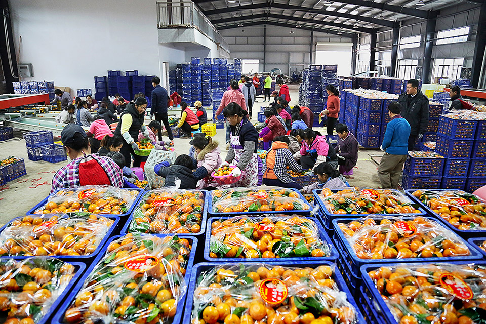 发展产业助脱贫(组照6张)