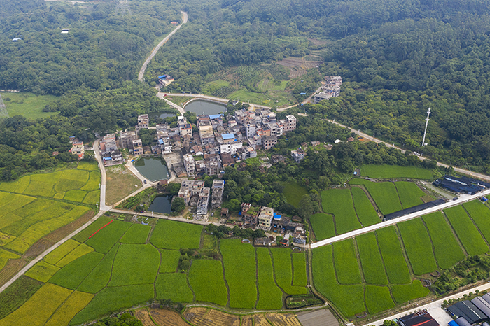 增城区中新镇三星村新貌