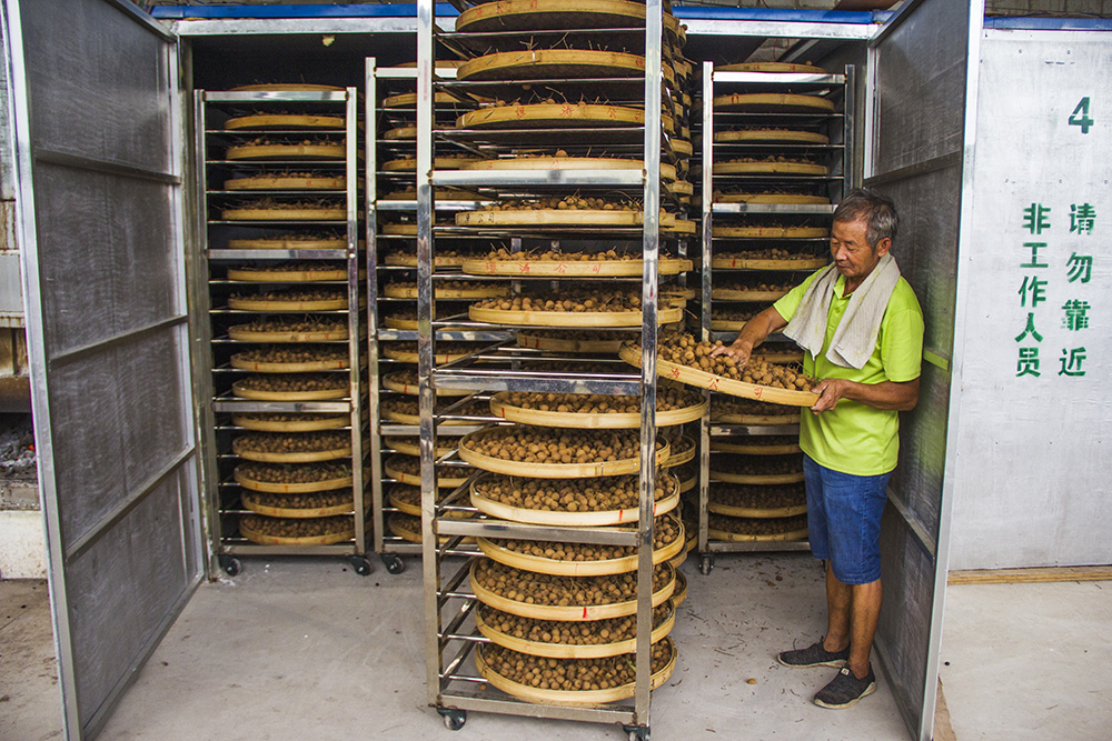 桂圆龙眼干制作