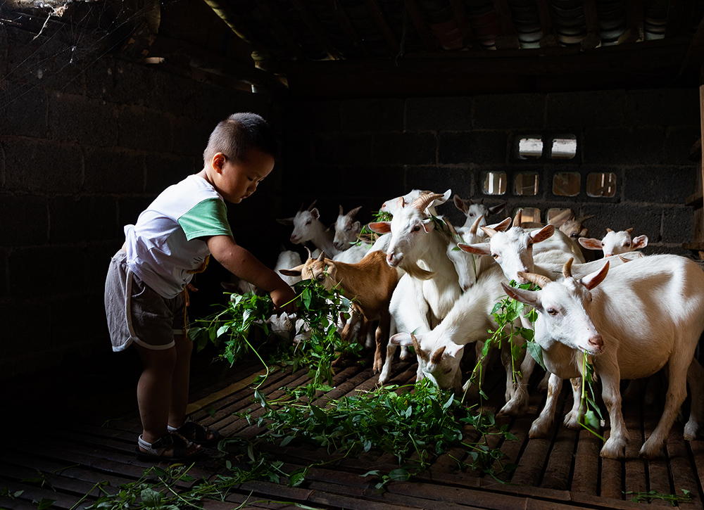 《小小饲养员》