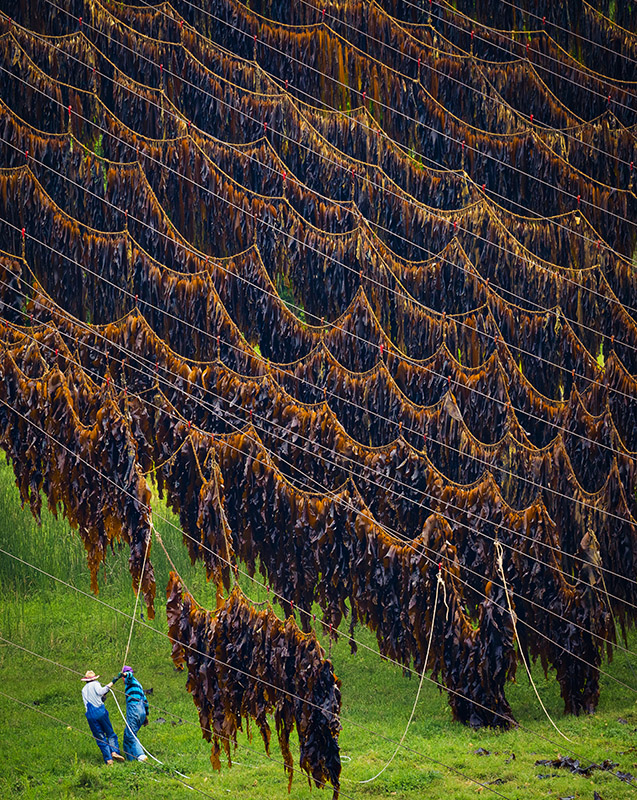 福建霞浦是"中国海带之乡",霞浦的十二个乡镇种植海带,海带产 .