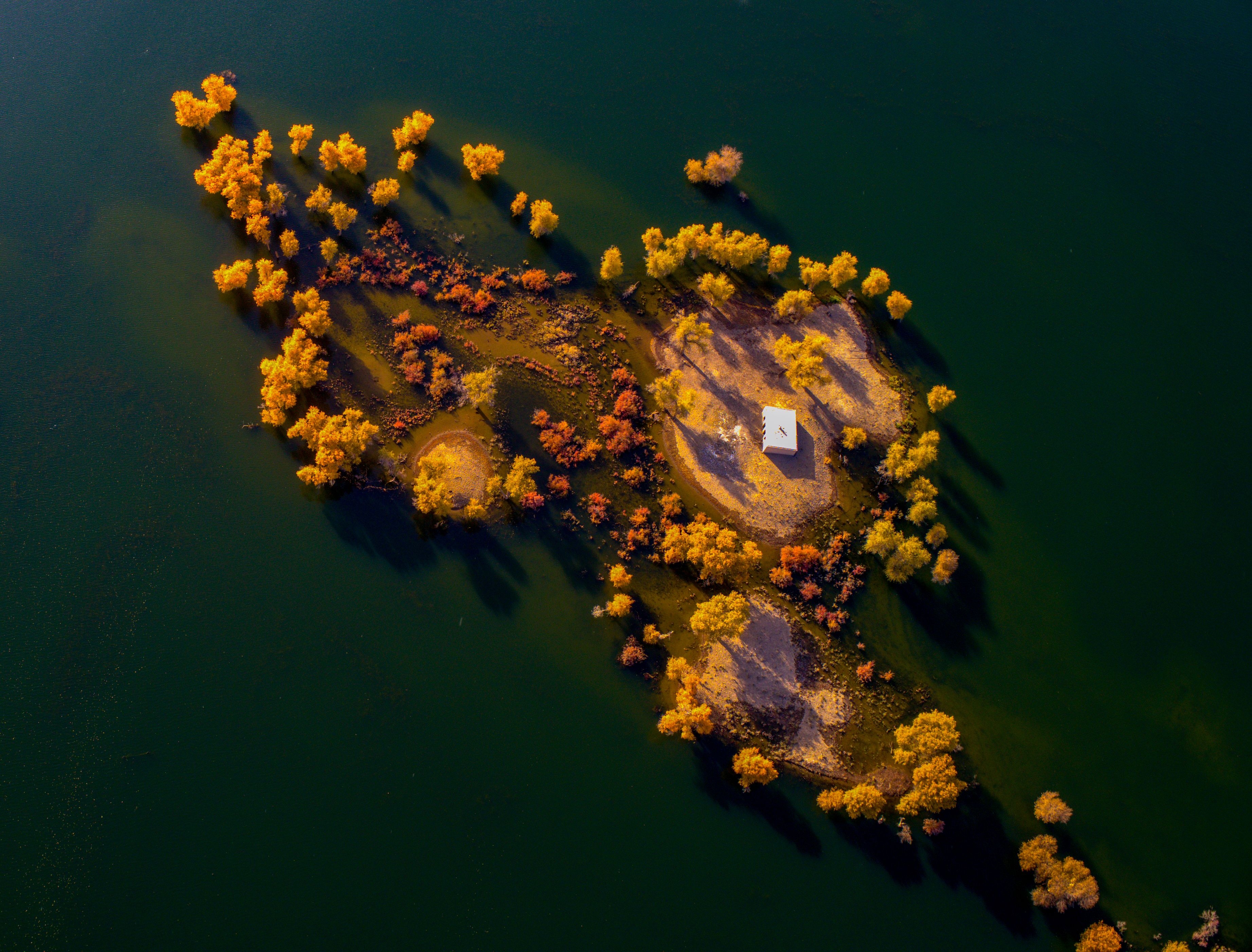 胡杨岛 2018年11月13日拍摄于新疆巴州尉犁县