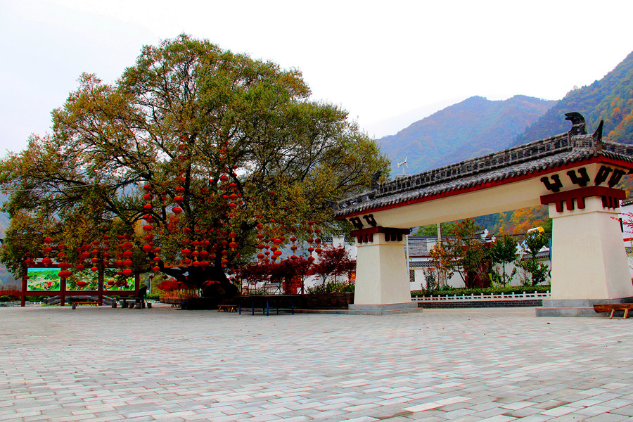 陈家湾的唐柳园(组照1-4)