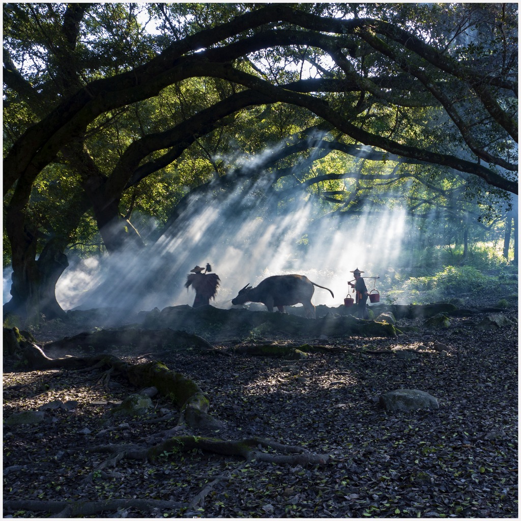 (组图)杨家溪晨韵