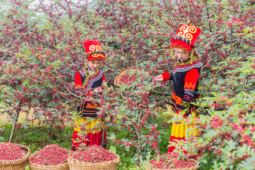 种花椒(种花椒树苗应该几月份种才好)