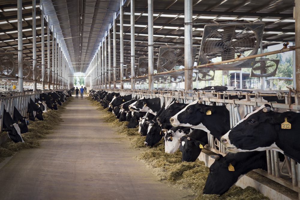 新型奶牛场一角