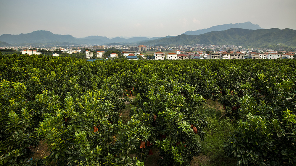 产业扶贫结硕果(组照)